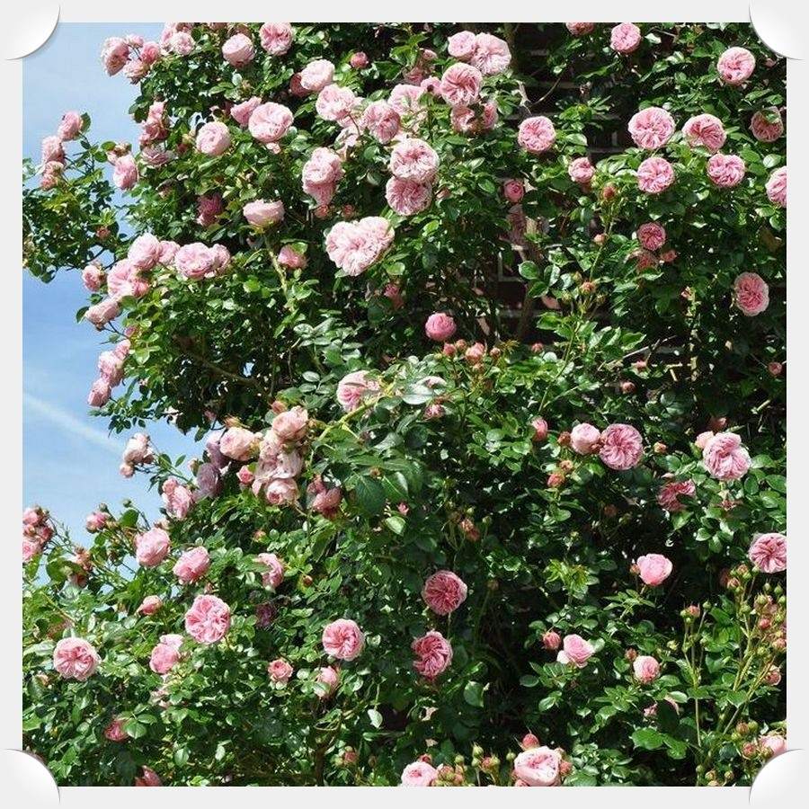 Giardina róże pnące